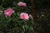 h (13)_thumb.png